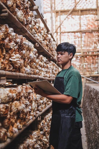 Young Farmer using apron observing and analiyzing cultivation of oyster mushrooms on a farm.