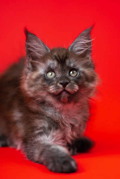 Young female American Longhair Coon Cat of color black smoke lies on red background looks at camera