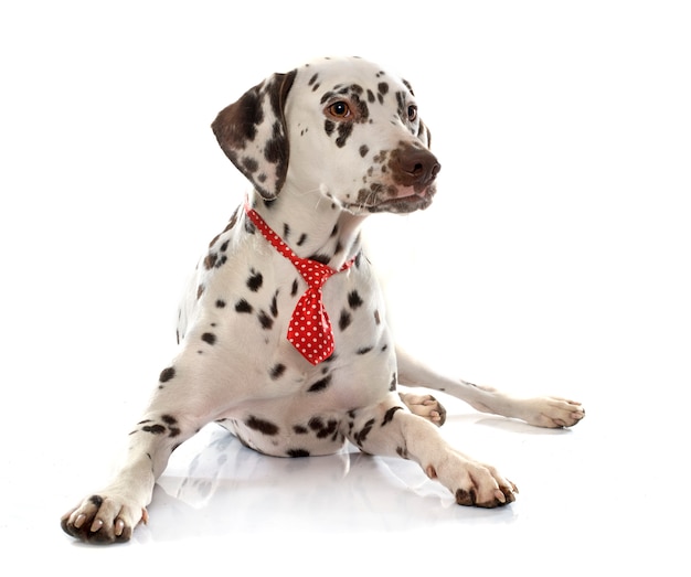 young female dalmatian and tie