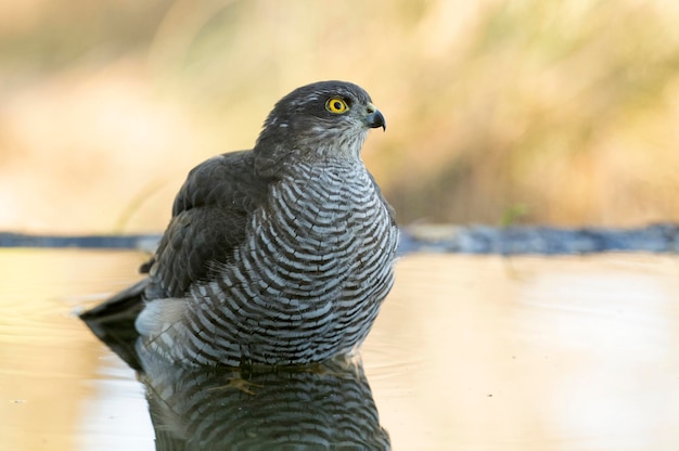 Young female Eurasian sparrowhawk bathing in a natural water point in an oak and pine forest