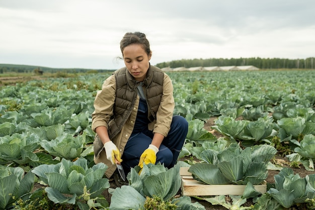 Young female farmer going to cut cabbage head