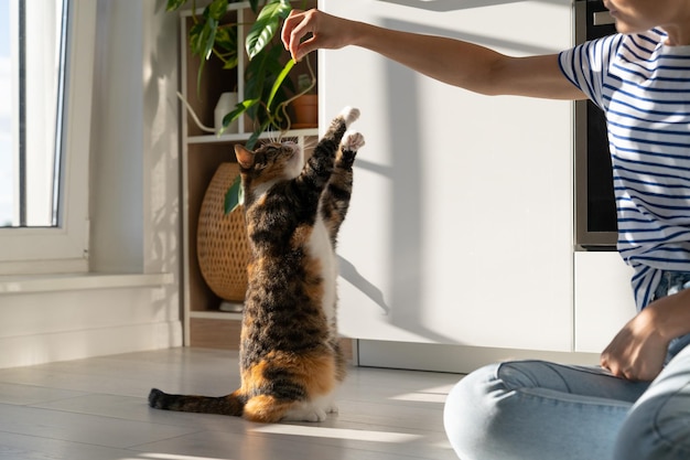 Young female owner enjoys and trains her beloved tricolor cat in cozy room at home Pet lovers