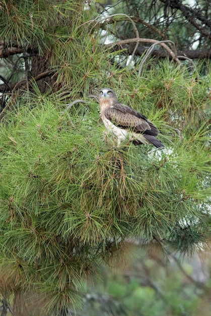 Young female of Shorttoed Eagle in a pine tree with the first light of a sunny day