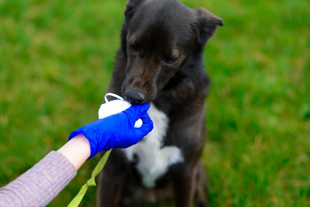 Young female using a face mask as a coronavirus spreading prevention walking with her dog. Global COVID-19 pandemic concept image.