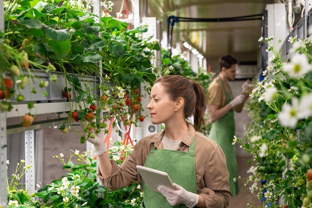 Young female worker of vertical farm holding digital tablet while standing by shelf with strawberry seedlings and looking at berries