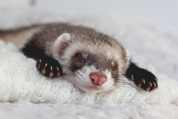 Young ferret baby posing in bed