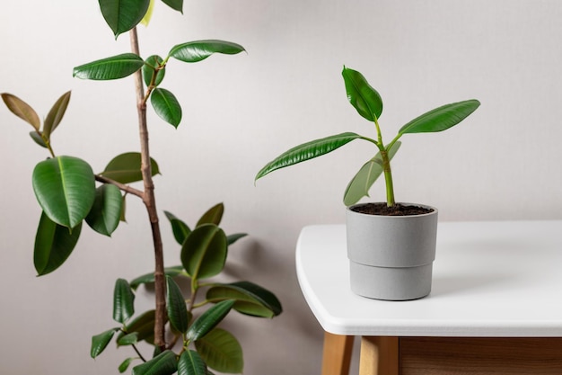 Young ficus elastic plant near ficus tree