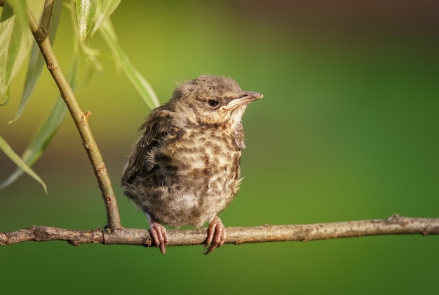 Young Fieldfare thrush turdus pilaris posing on some branch in light sunny day