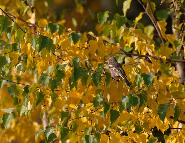 A young finch is sitting in the autumn foliage. Western Siberia. Russia