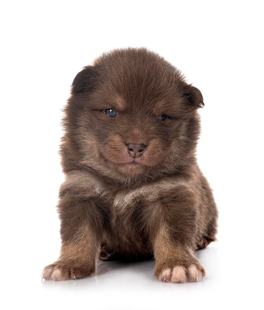 Young Finnish Lapphund in front of white background