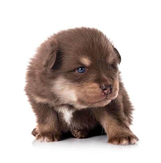 Young Finnish Lapphund in front of white background