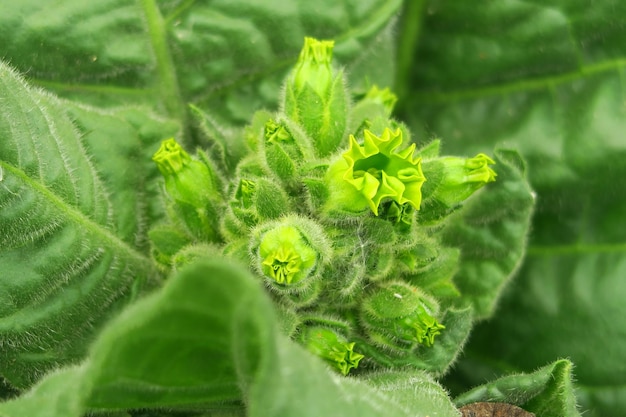 young flower buds bloom on a tobacco bush