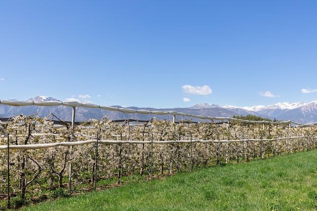 Young flowering apple trees against backdrop of snowcapped alpine peaks, Val di Non, Trentino, Italy