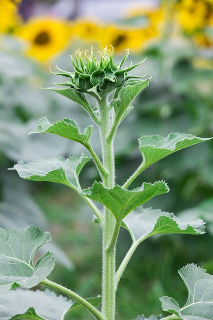 Young flowers of sunflower under the sun.