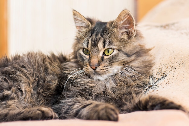 A young fluffy cat lays on the bed in the bedroom