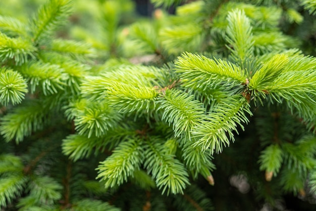 Young fluffy green spruce, pine branches, new sprouts background