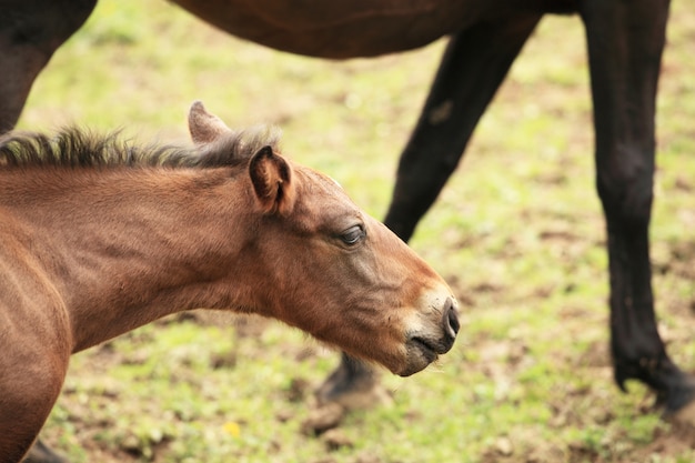 Young foal has his first steps in the meadow