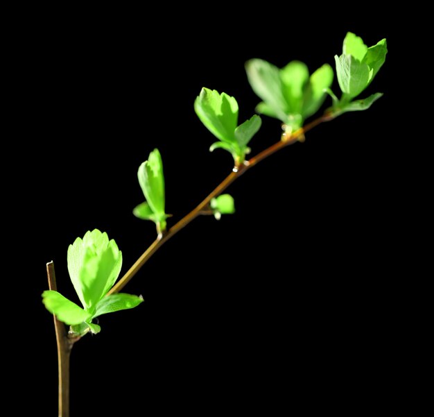 Photo young foliage on twig on green background