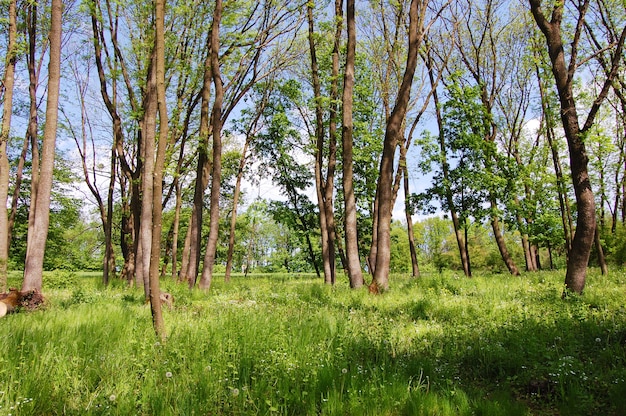 young forest in spring