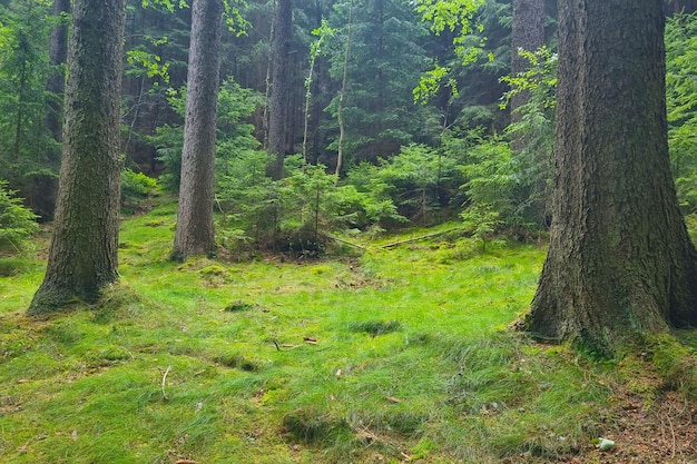 Young forest with green moss The background of nature Meditation