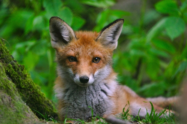 Young fox in nature looks through camera