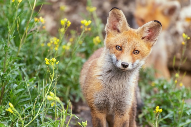 A young Fox stands in the grass near the burrow