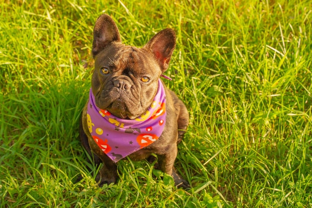 A young french bulldog dog is sitting on green grass Halloween a dog in a bandana