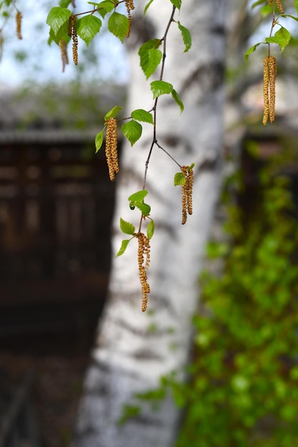 Young fresh birch catkins on a birch tree background