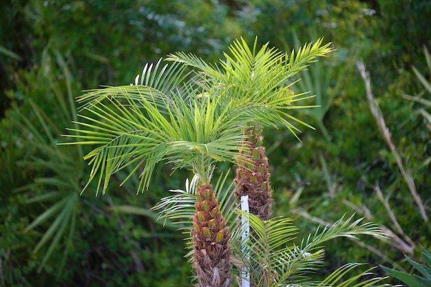 Young fresh coconut palm trees with bright green leaves groving in natural conditions outdoors