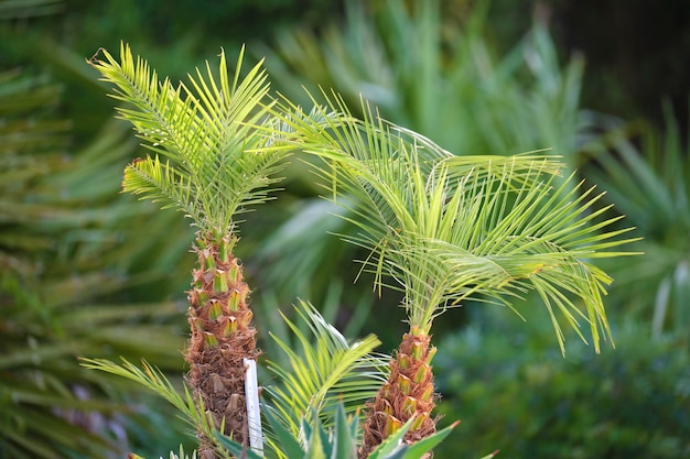 Young fresh coconut palm trees with bright green leaves groving in natural conditions outdoors