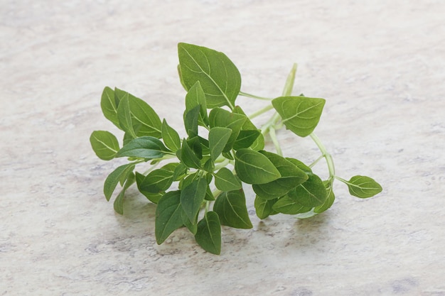 Young fresh green basil leaves