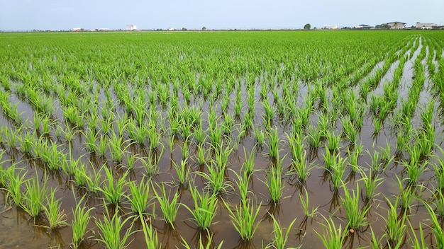 Young fresh green paddy field