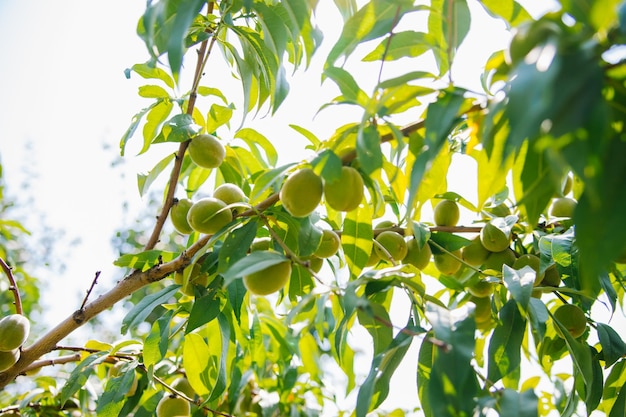 Young fresh green peaches and green leaves in the orchard on a sunny summer day beautiful outdoor background Soft selective focus