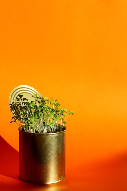 Young fresh healthy greens in a metal can on an orange background close-up. . Self-sufficiency of the house