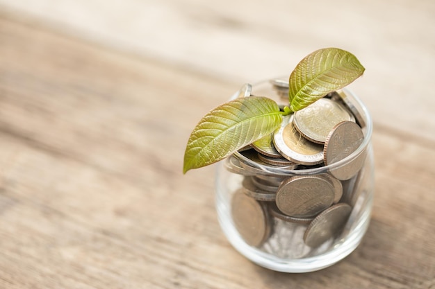 Young fresh Mitragyna speciosa leaf or kratom tree in coin jar on wooden background