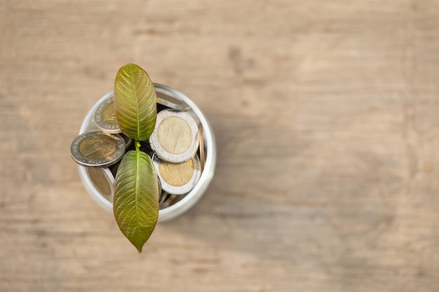 Young fresh Mitragyna speciosa leaf or kratom tree in coin jar on wooden background