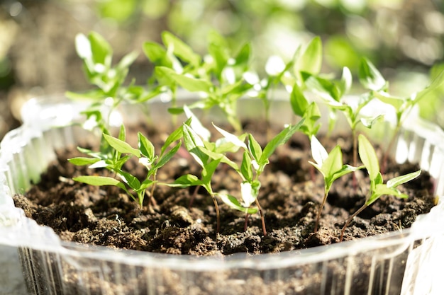 Young fresh seedling stands in plastic pots tomato seedlings sprout