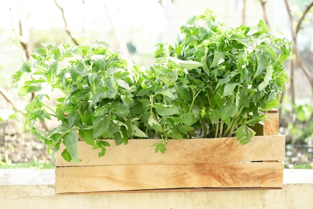 A young fresh tomato seedling in a wooden box