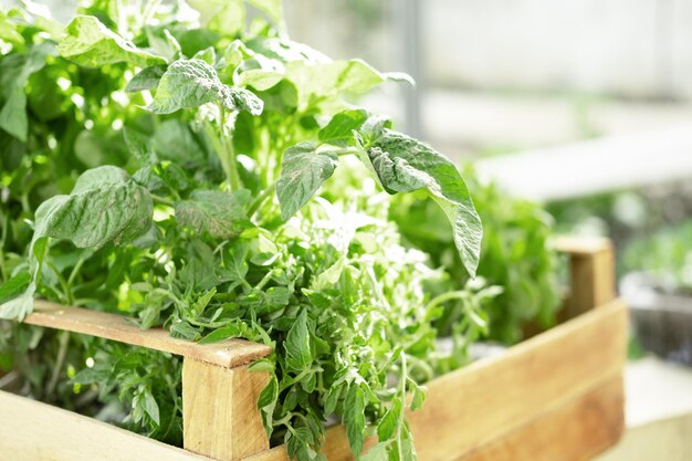 A young fresh tomato seedling in a wooden box