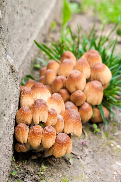 Young fruit bodies of Glistening Inkcap Mushroom (Coprinellus micaceus) closeup