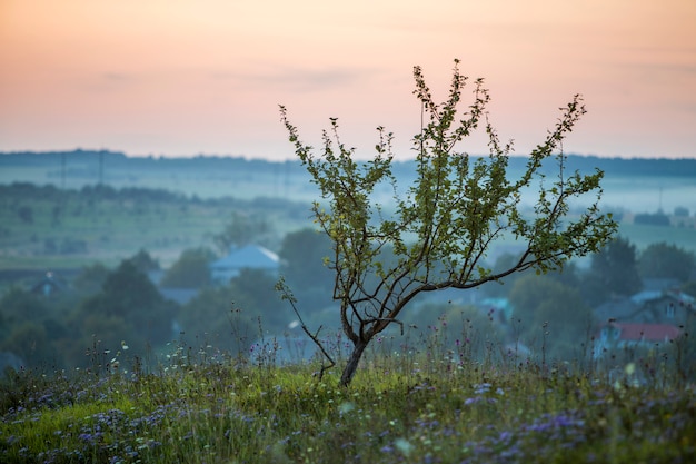 Young fruit tree with green leaves