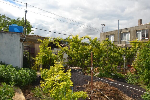 Young fruit trees in the garden covered with lush green leaves Beautiful garden in the south