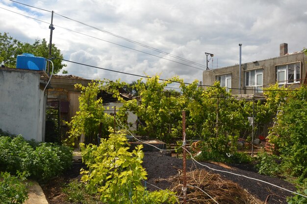 Young fruit trees in the garden covered with lush green leaves Beautiful garden in the south