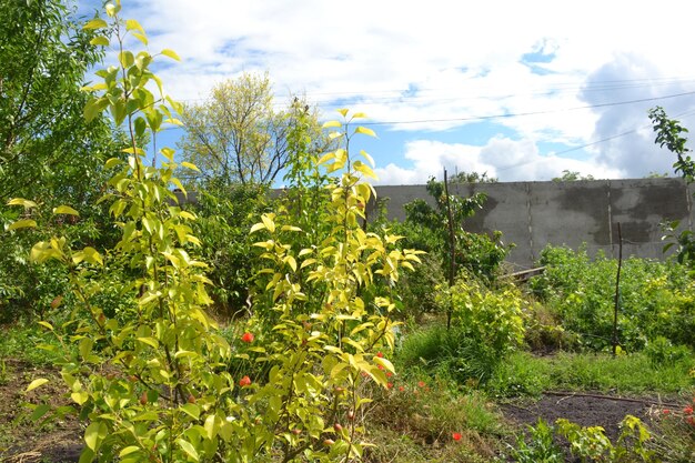 Young fruit trees in the garden covered with lush green leaves Beautiful garden in the south