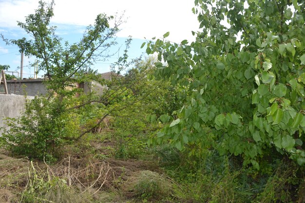 Young fruit trees in the garden covered with lush green leaves Beautiful garden in the south