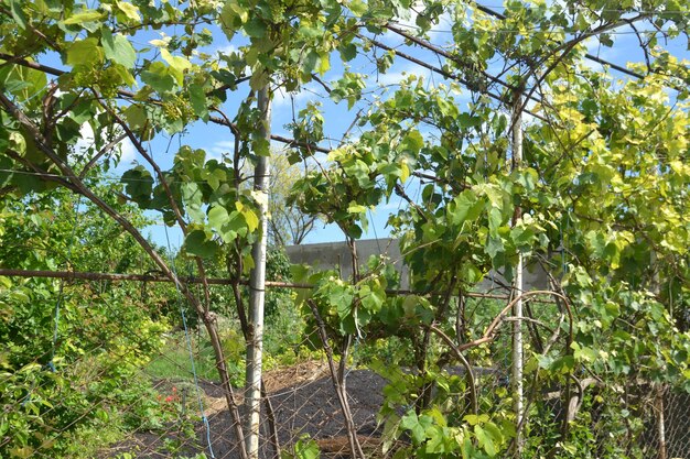 Young fruit trees in the garden covered with lush green leaves Beautiful garden in the south