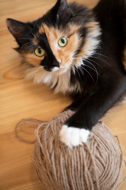 Young funny tricolored domestic pet cat is lying on wooden floor with large beige ball of yarn