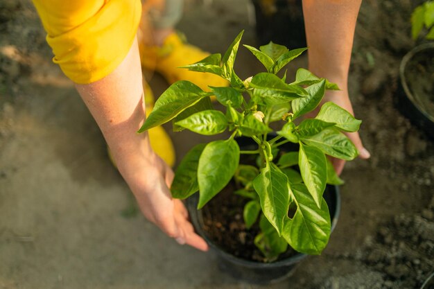 Young gardener caucasian woman holding a plant happy female gardener offer plants and flowers to the