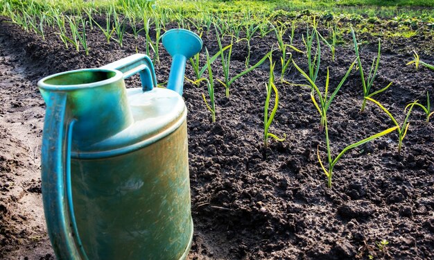 Young garlic sprouted in the garden and a watering can