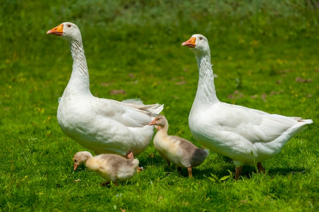 Young geese with mother on the background of nature in the summer